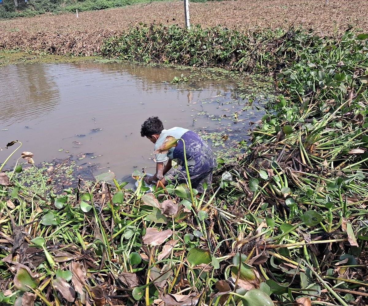 সেচের প্রস্তুতি হিসেবে ডোবার কচুরিপানা তোলা হচ্ছে। 