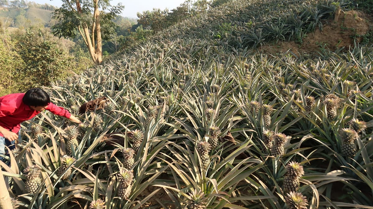  পাহাড়ের ঢালজুড়ে সারি সারি আনারসের বাগানে পরিচর্যায় ব্যস্ত পাহাড়ি এক তরুণ চাষি