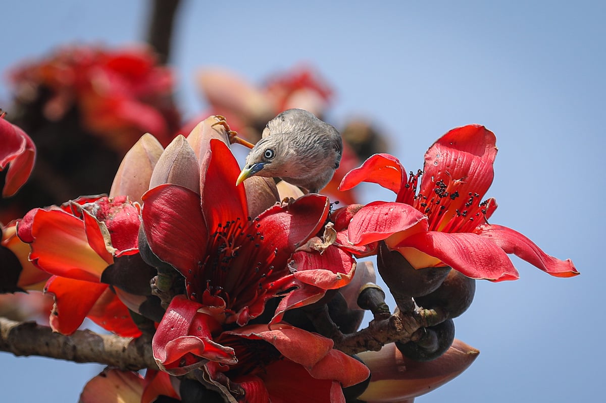 ছবি: সাদ্দাম হোসেন 