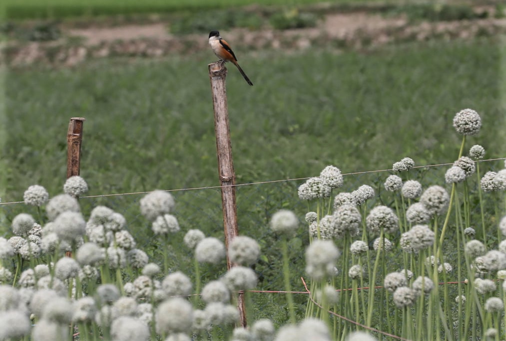 ছবি: সোয়েল রানা