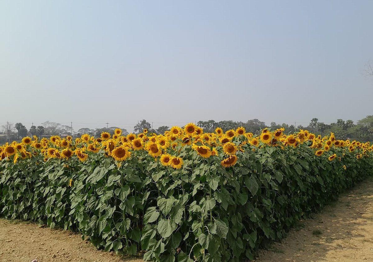 ছবি: এম এ হান্নান