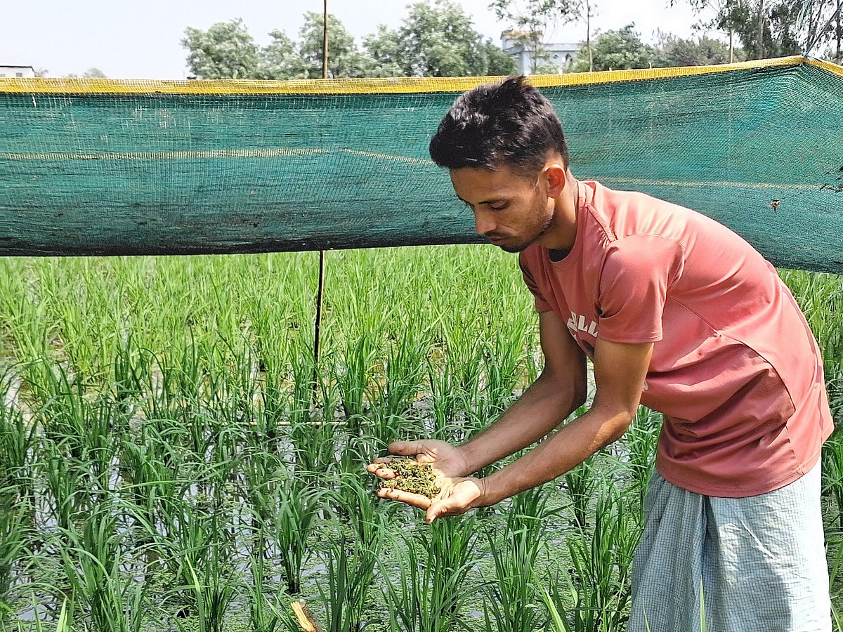 কৃষক ও খামারিদের কাছে জনপ্রিয় হয়ে উঠছে, কী এই অ্যাজোলা