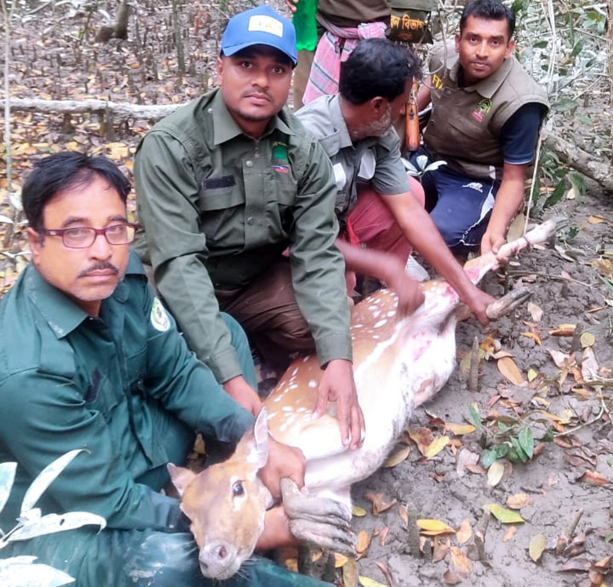 সুন্দরবনে অন্তঃসত্ত্বা হরিণ উদ্ধার, ২৭টি ফাঁদ জব্দ