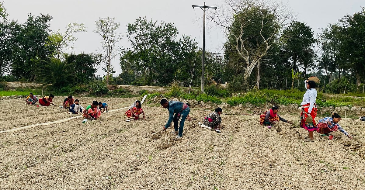 বারবার লোকসান, তরমুজ থেকে মুখ ফেরাচ্ছেন খুলনার কৃষকেরা