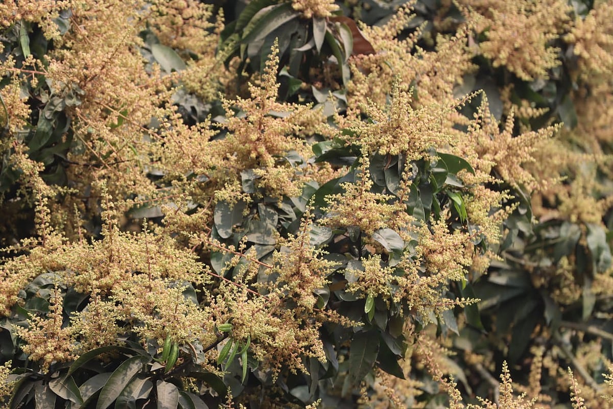 হাঁড়িভাঙা আমগাছে থোকায় থোকায় মুকুল এসেছে 