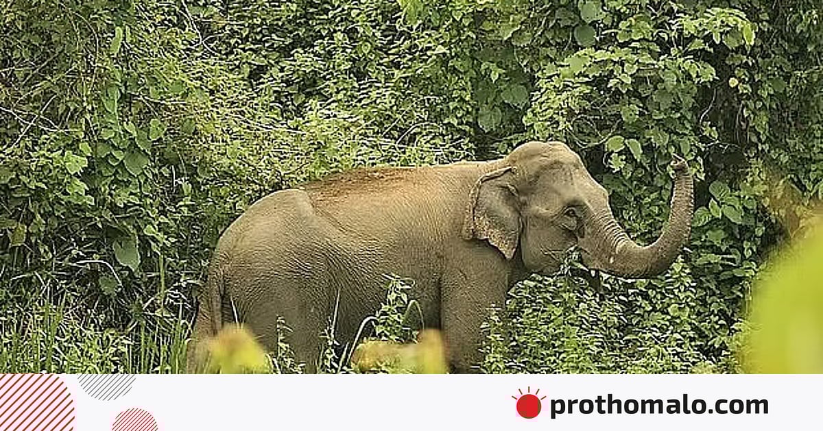 বাংলাদেশে এখন কত হাতি, জানে না বন বিভাগ বাংলাদেশে এখন কত হাতি, জানে না বন বিভাগ