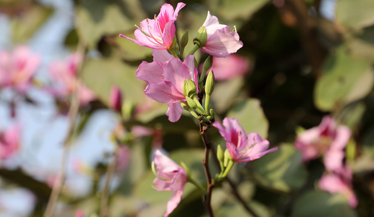 ফুটেছে নজরকাড়া কাঞ্চন। 