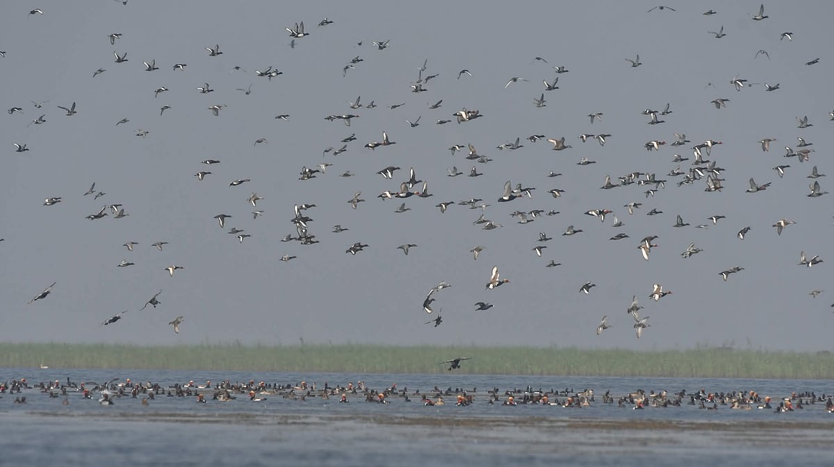 হাকালুকি হাওরে এবার জলচর পাখির সংখ্যা বেড়েছে, মেলেনি কোনো মৃত পাখি