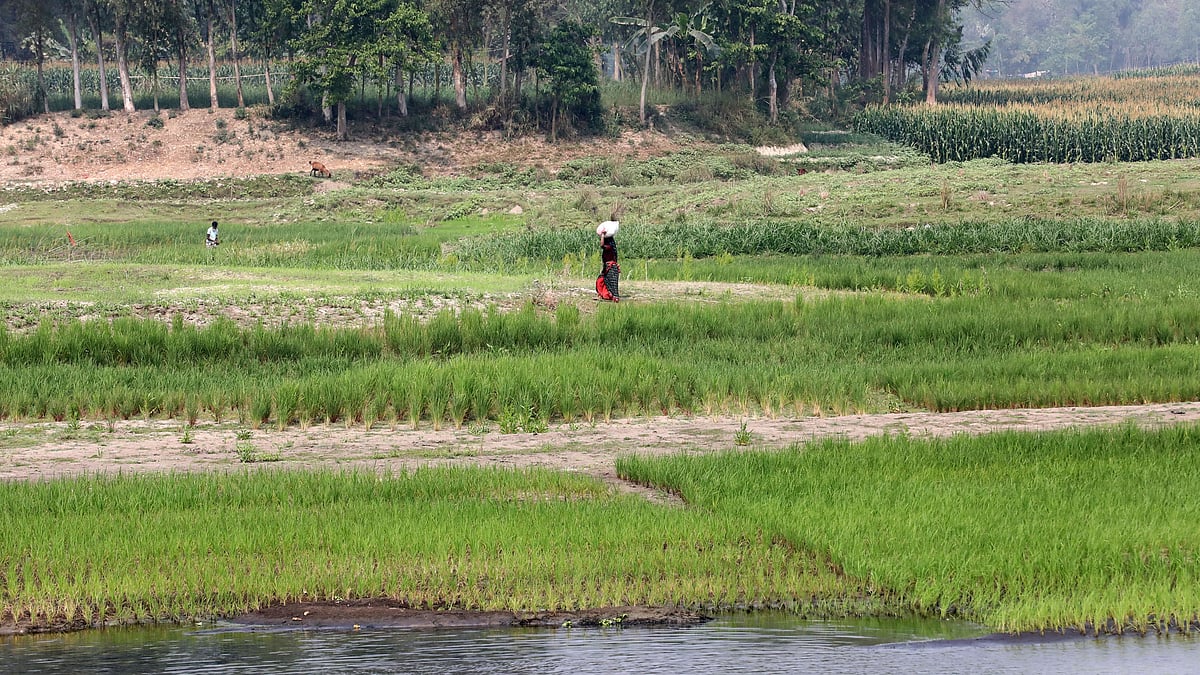 অনেক স্থানে শুকিয়ে গেছে বাঙ্গালী নদী। যেটুকু পানিপ্রবাহ আছে, তাতে গ্রামীণ দৃশ্য ফুটে উঠেছে।
 