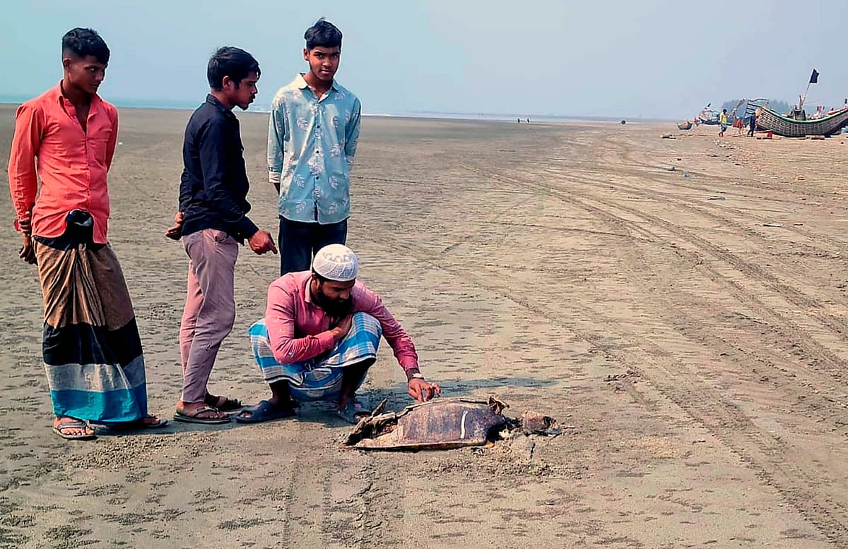 কক্সবাজার সৈকতে ৪ মাসে ভেসে এল ২২০টি মা কাছিম, যেসব কারণে মারা পড়ছে