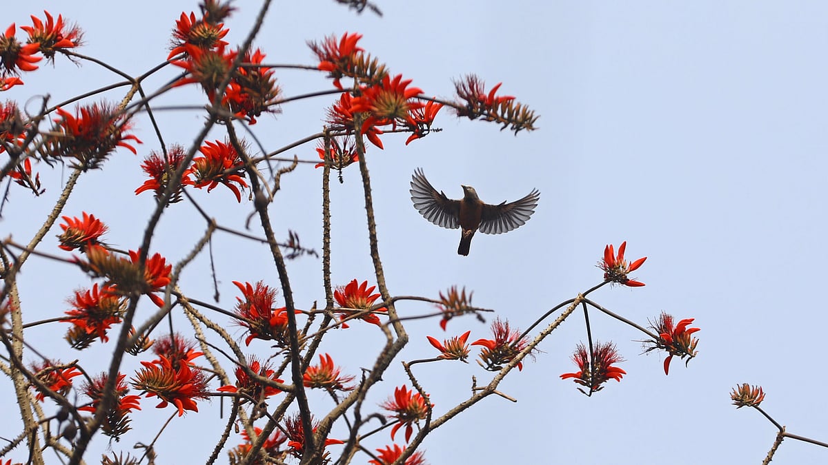 ছবি: আনিস মাহমুদ