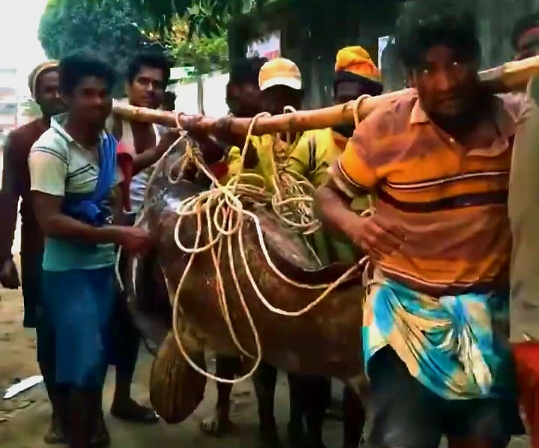 সেন্ট মার্টিনের কাছে ধরা পড়ল পাঁচ মণ ওজনের বোল মাছ, বিক্রি ২ লাখ ৫৫ হাজার টাকায়