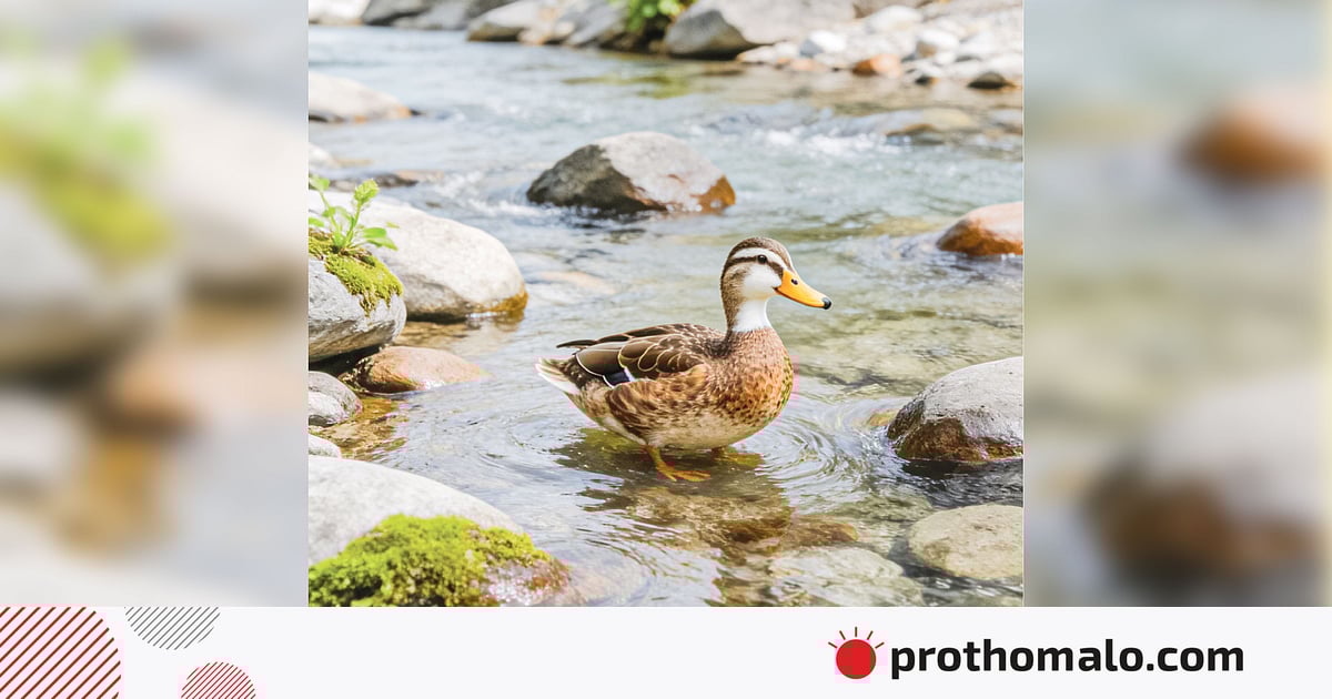 হাঁস জবাই করে পেটে মিলল সোনার টুকরা হাঁস জবাই করে পেটে মিলল সোনার টুকরা