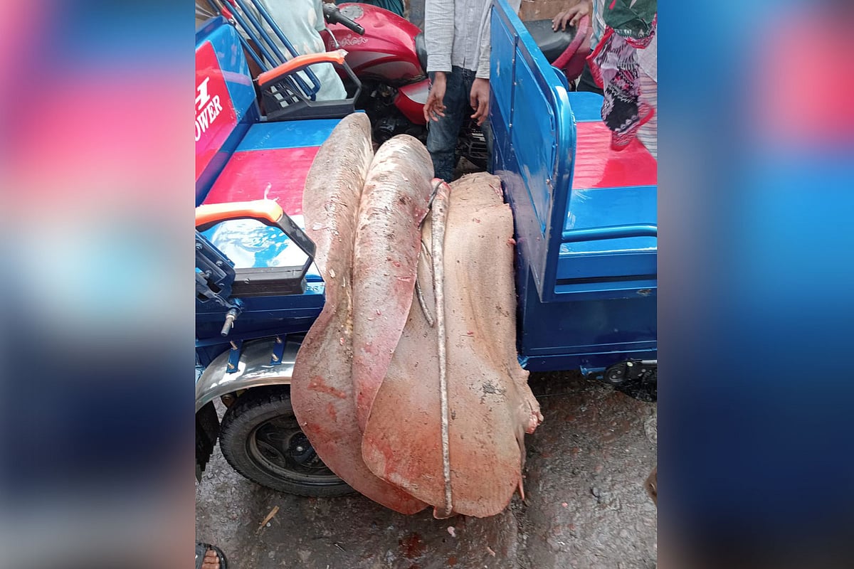 নোয়াখালীর আড়ত থেকে উদ্ধার হলো ১১৩ কেজি ওজনের শাপলাপাতা মাছ