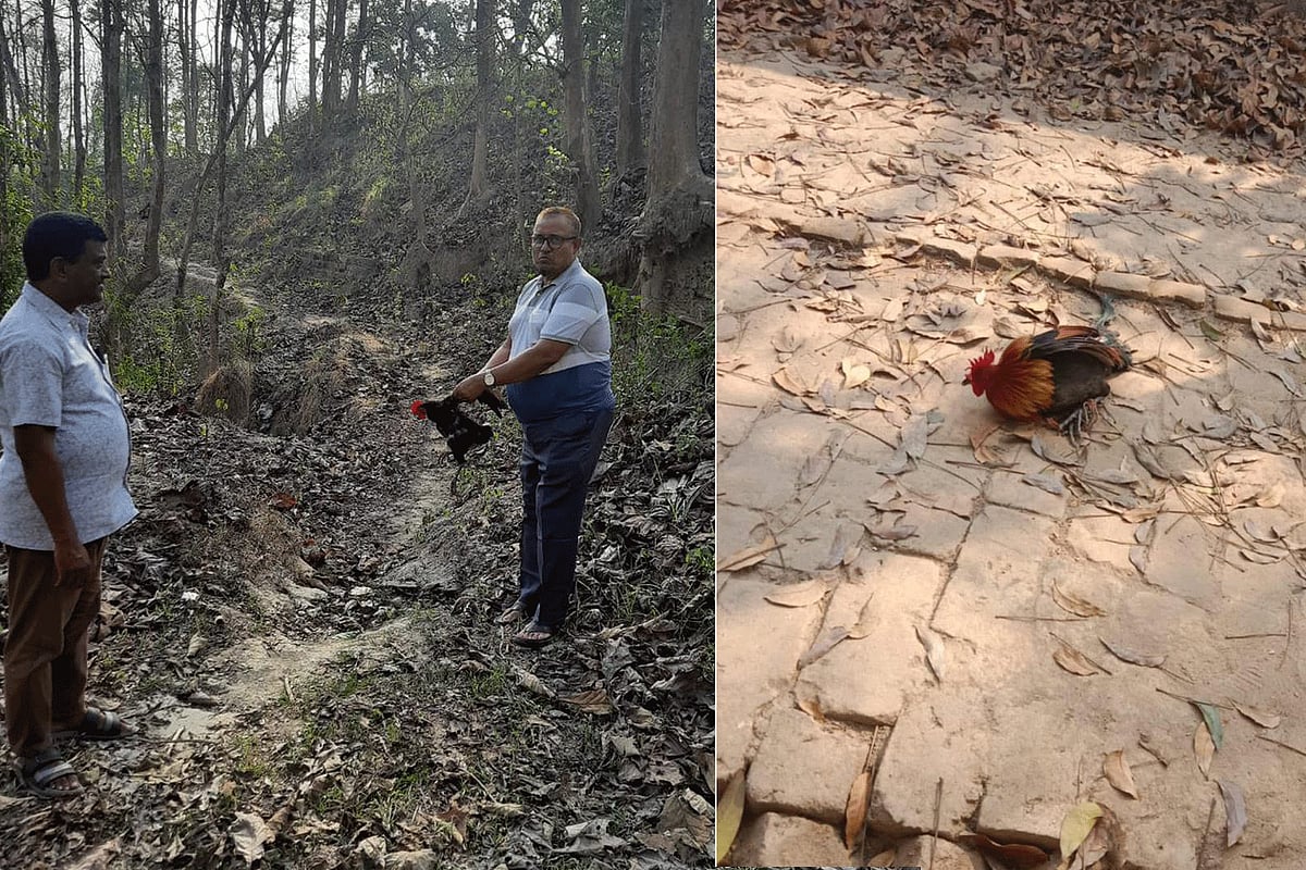 বনমোরগ জব্দ করে ‘দেশি মোরগ’ অবমুক্ত করলেন বন কর্মকর্তা