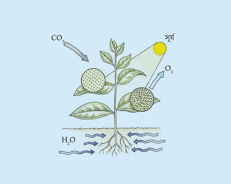 অক্সিজেন অণু আলোক রশ্মির ফোটন শোষণ করে