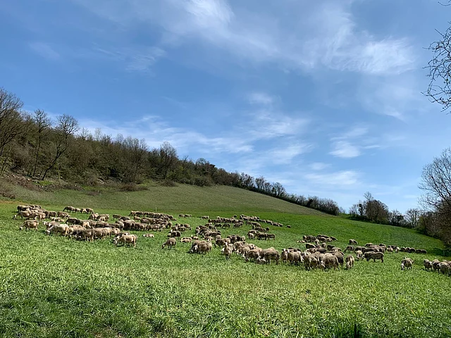 এই অঞ্চলে বেড়াতে এলে চোখ এড়াবে না সূর্যমুখী রঙা রোদ গায়ে মেখে পাহাড়ের গায়ে নির্বিঘ্নে চরে বেড়াচ্ছে লাকুন জাতের মেষের বিশাল পাল