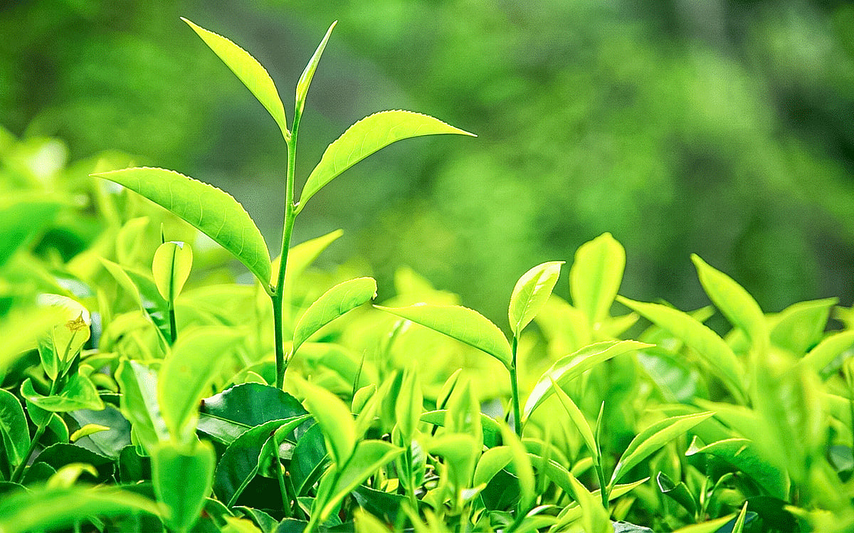 পঞ্চগড়সহ উত্তরের ৫ জেলায় চায়ের উৎপাদন বেড়েছে