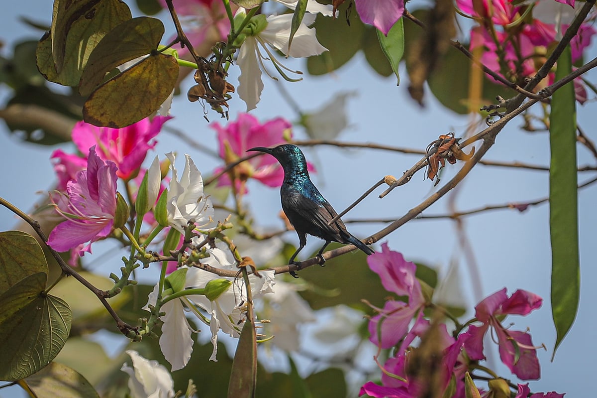 ছবি: সাদ্দাম হোসেন