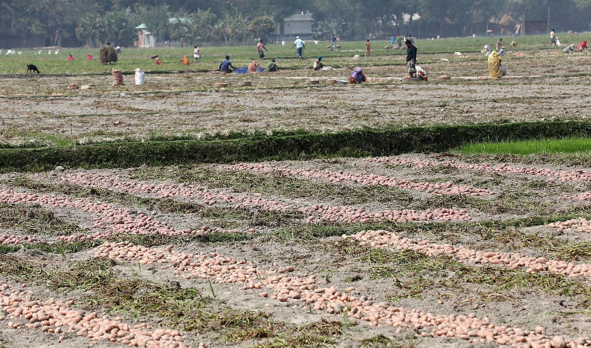 খেত থেকে আলু তোলার ধুম লেগেছে