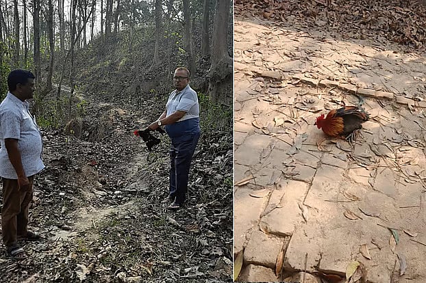 বনমোরগ জব্দ করে ‘দেশি মোরগ’ অবমুক্ত, তদন্তে তিন সদস্যের কমিটি