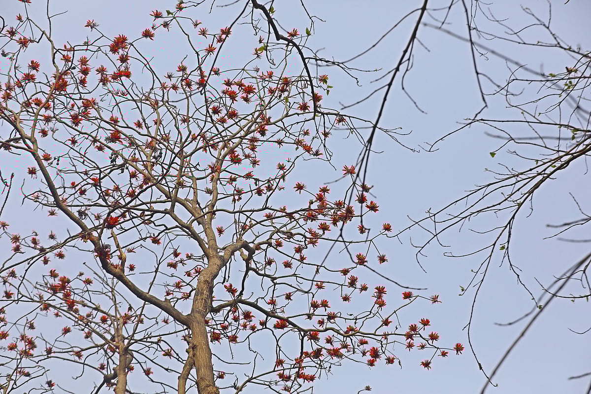 মান্দার ফুলে ভরপুর গাছের ডাল 