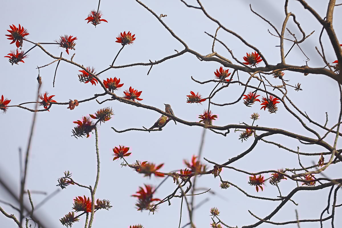 মনমাতানো মান্দার