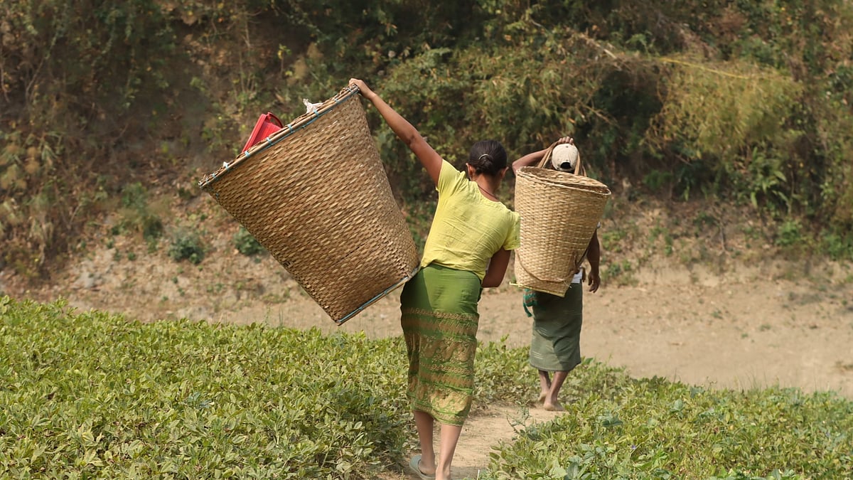 পিঠে বড় থুরুং (পাহাড়ি ঝুড়ি) নিয়ে বাদাম তুলতে মাঠে যাচ্ছেন এক দম্পতি