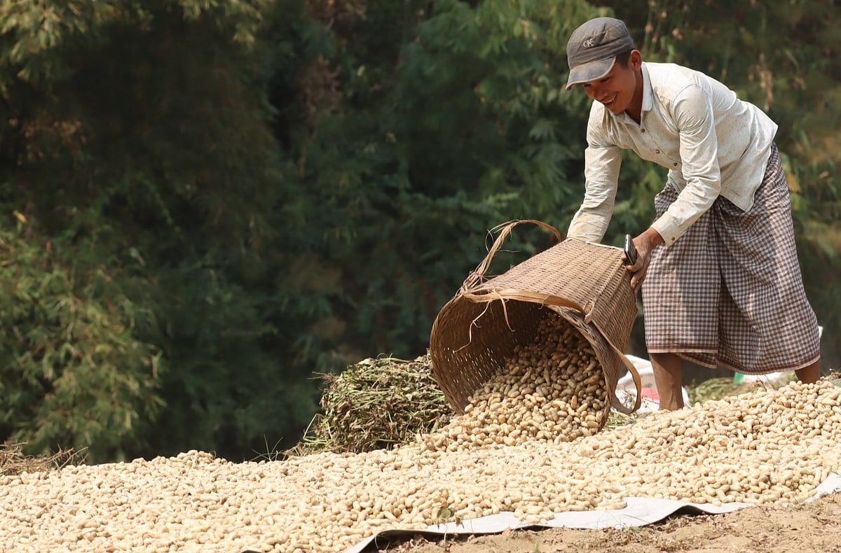 পাহাড়ে এখন বাদাম তোলার ব্যস্ততা