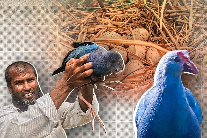 ঝড়ের রাতে পাওয়া কালিম পাখি, হয়ে উঠল পরিবারের সদস্য