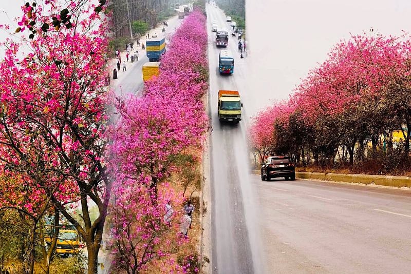 ‘বাংলাদেশের বুকে যেন একটুকরো জাপান’