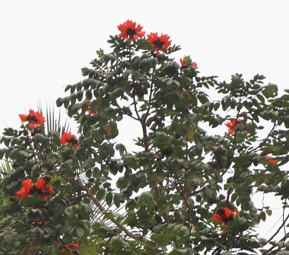 মৌলভীবাজারে অন্য গাছের ভিড়ে চোখজুড়ানো রুদ্রপলাশ