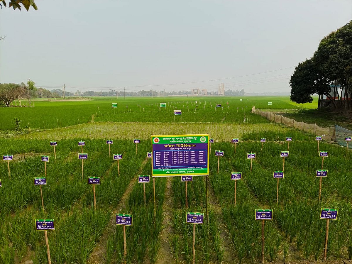 সুনামগঞ্জের হাওরে ‘ধান জাদুঘরে’ একই জমিতে ৫১ জাতের ধানের আবাদ