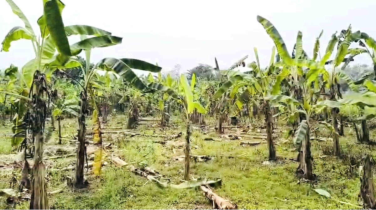 নাটোরের স্বতন্ত্র প্রার্থীর কর্মীর ১৫২টি কলাগাছ কেটে ফেলার অভিযোগ