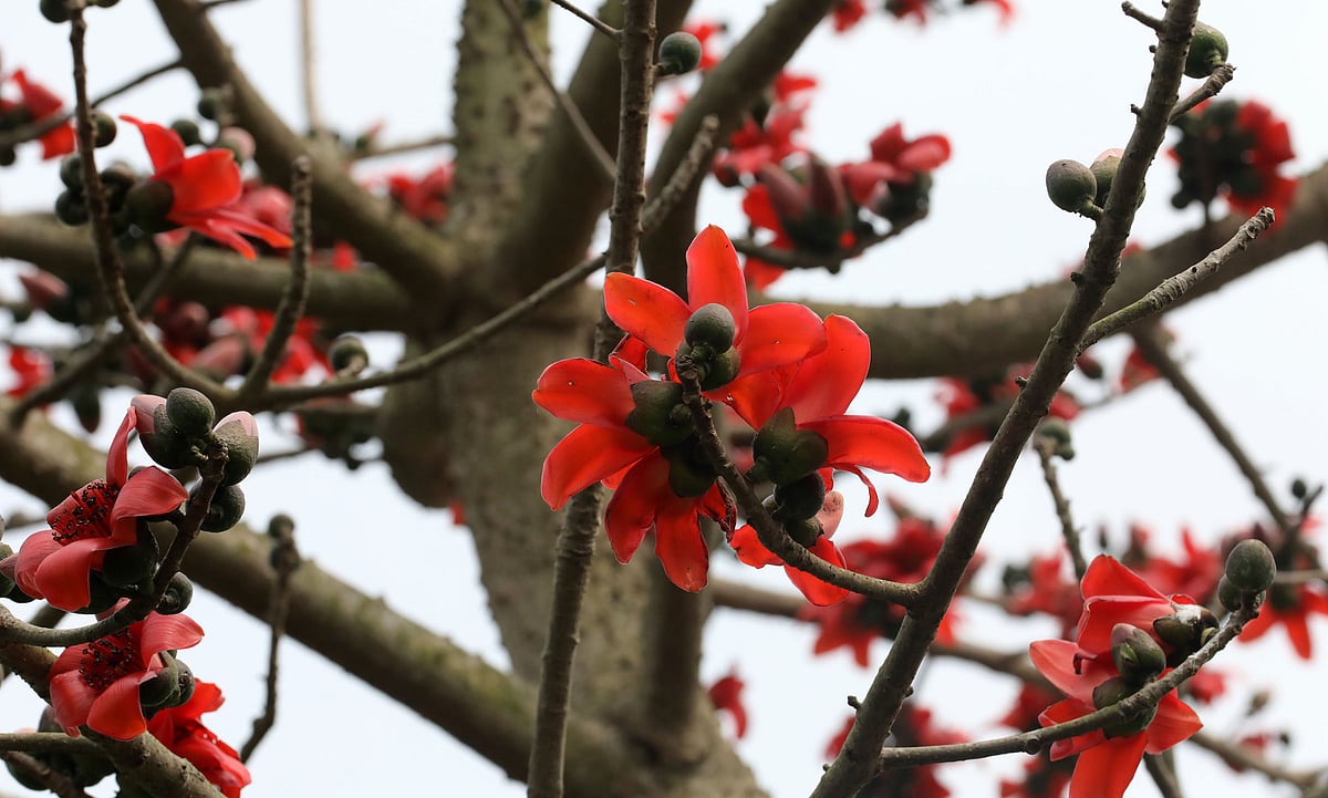 চোখজুড়ানো শিমুল ফুল
 