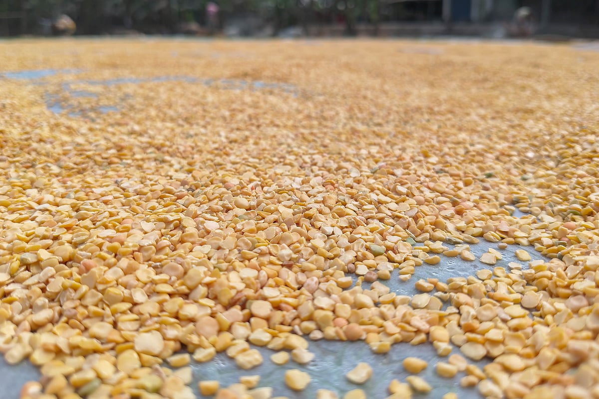 ডাল শুকাতে দেওয়া হয়েছে। এরপর এ ডাল দিয়েই পাঁপড় তৈরি হবে