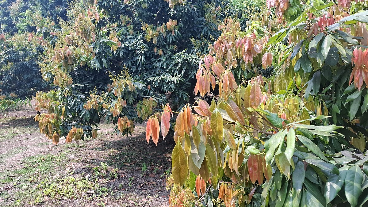 ঠাকুরগাঁওয়ে লিচুগাছে মুকুল কম, নতুন পাতা বেশি, ফলন নিয়ে শঙ্কা