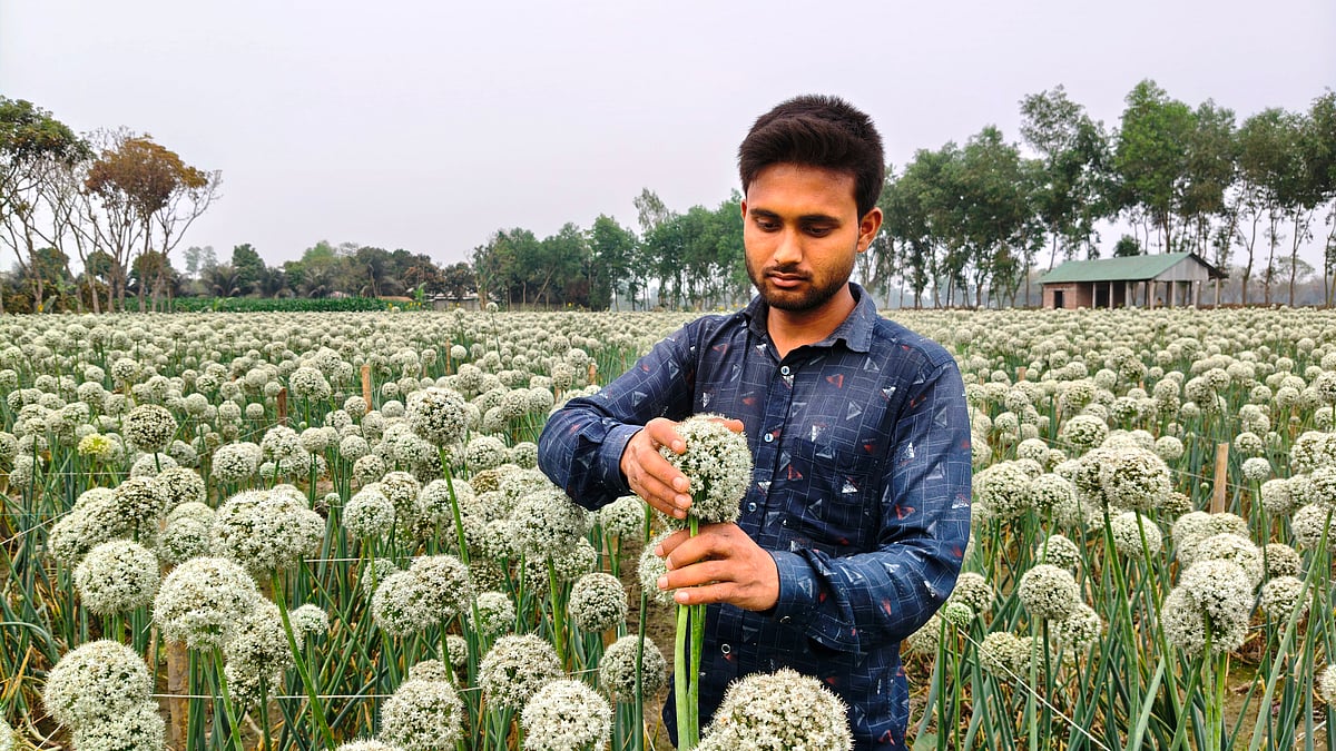 ইউটিউব দেখে পেঁয়াজবীজ চাষ, এবার অর্ধকোটি টাকা বিক্রির লক্ষ্য দিনাজপুরের মিলনের