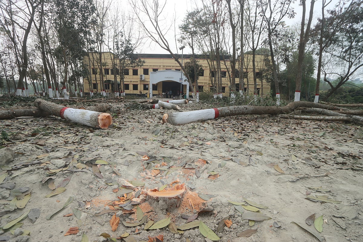 রোকেয়া বিশ্ববিদ্যালয়ে এলোপাতাড়ি গাছ কর্তন, শিক্ষার্থীদের ক্ষোভ