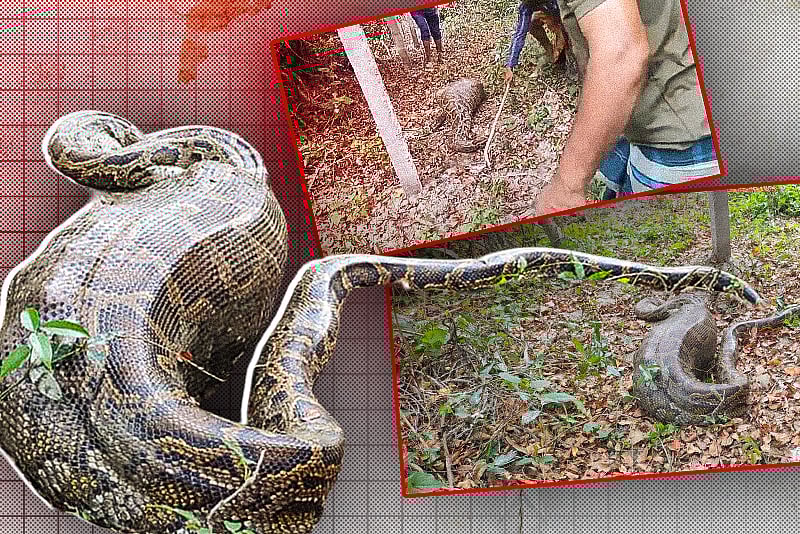 আস্ত ছাগল গিলে নড়তে পারছে না বিশাল অজগর, ধরা পড়ল গ্রামবাসীর হাতে