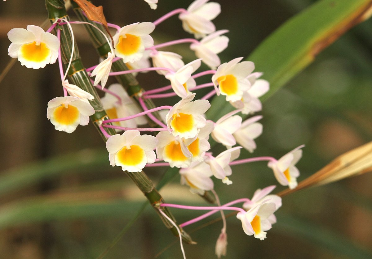 অর্কিডের বাগানে বসন্তের আভা