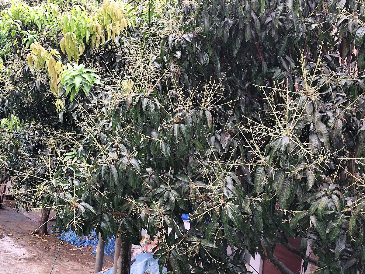 ফাল্গুনের বৃষ্টি স্বস্তি হয়ে ঝরল নওগাঁয়, চাষিরা খুশি