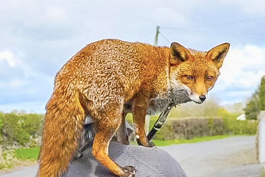 জাহাজে লুকিয়ে ইংল্যান্ড থেকে যুক্তরাষ্ট্রে শিয়াল