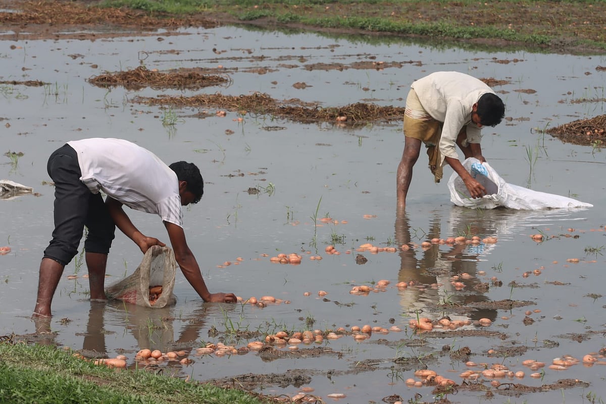 আলুর জমি পানিতে ভরপুর 
