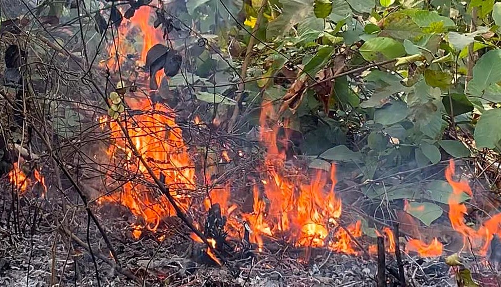 ভাওয়াল বনাঞ্চলের বিভিন্ন স্থানে আগুন, অস্তিত্ব সংকটে জীববৈচিত্র্য
