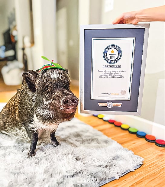 মন জয় করে মেরলিনের বিশ্ব রেকর্ড