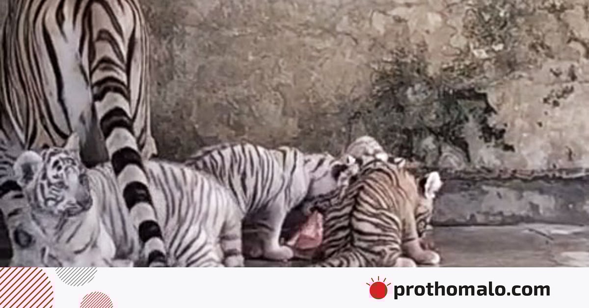 বেলি-টগরের ঘরে ৪ শাবক, তিনটি সাদা বেলি-টগরের ঘরে ৪ শাবক, তিনটি সাদা