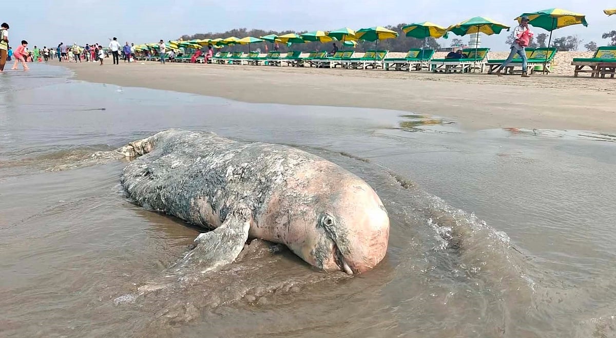 এবার কক্সবাজার সৈকতে ভেসে এল মৃত ডলফিন