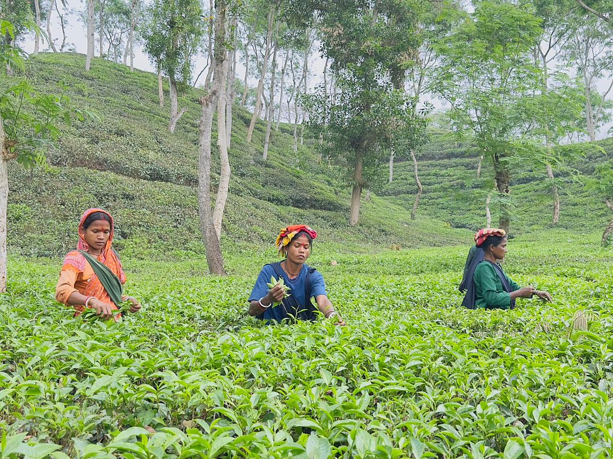 বৃষ্টিতে সবুজ–সতেজ শ্রীমঙ্গলের চা–বাগান