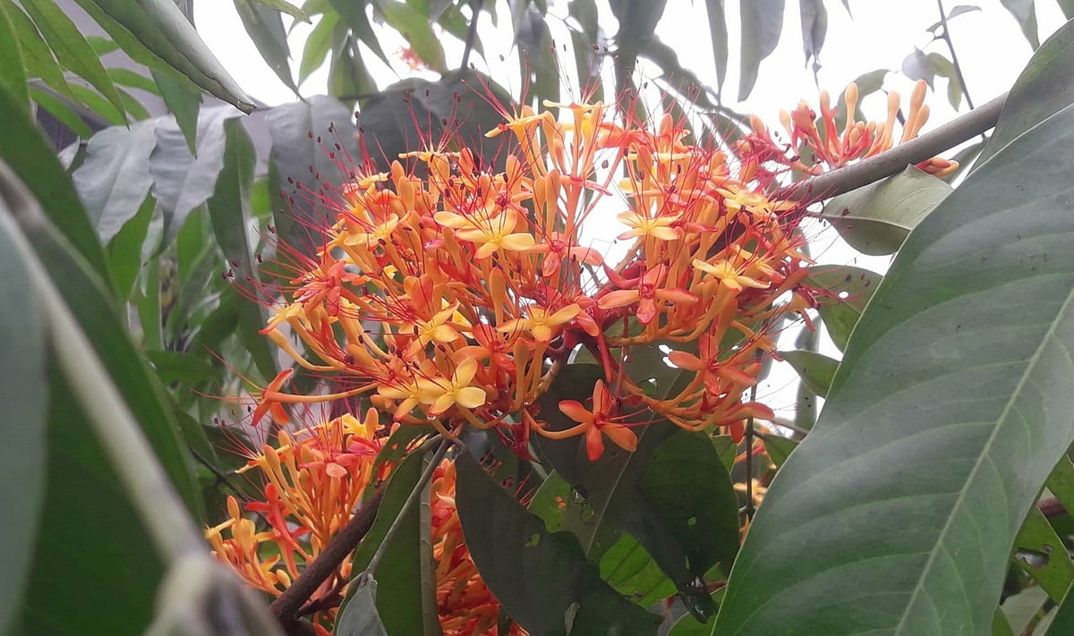 ডালে ডালে পাতার ফাঁকে অশোকের রাঙা হাসি